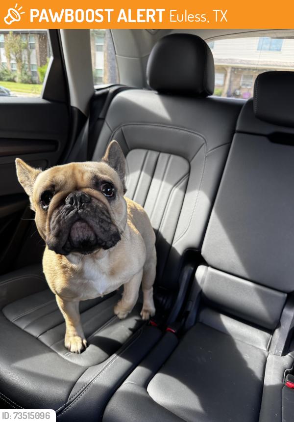 Found/Stray Unknown Dog last seen Wilshire and Kynette, Euless, TX 76040