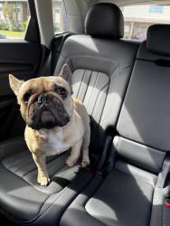 Found/Stray Unknown Dog last seen Wilshire and Kynette, Euless, TX 76040