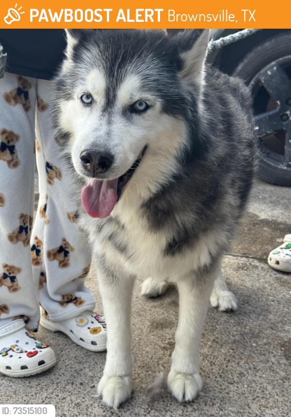 Found/Stray Unknown Dog last seen Dennys, Brownsville, TX 78526