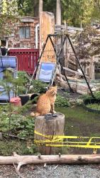 Lost Male Cat last seen Cedar Grove Park, Concrete, WA 98237