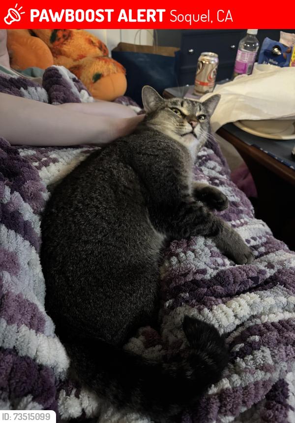 Lost Female Cat last seen Soquel and Rosedale, Soquel, CA 95073