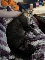 Lost Female Cat last seen Soquel and Rosedale, Soquel, CA 95073