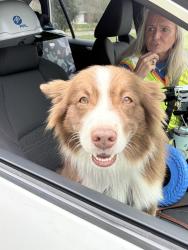 Reunited Male Dog last seen Milton Florida, Milton, FL 32571
