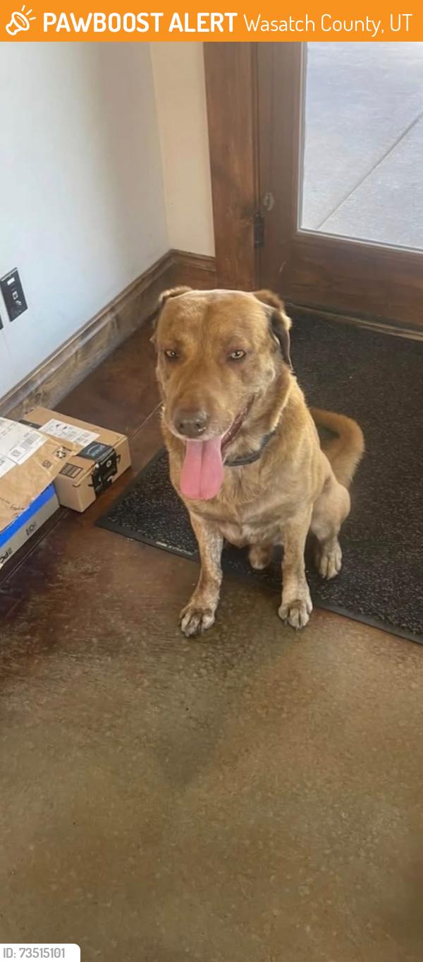 Found/Stray Male Dog last seen whispering Way, Wasatch County, UT 84032