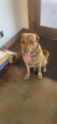 Found/Stray Male Dog last seen whispering Way, Wasatch County, UT 84032