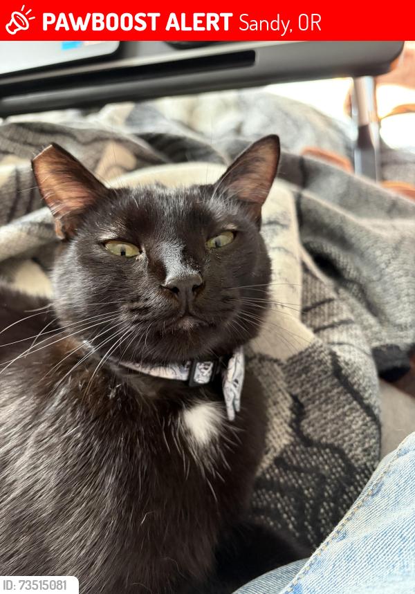 Lost Male Cat last seen Penny Ave & Jewelberry, Sandy, OR 97055, Sandy, OR 97055