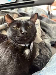 Lost Male Cat last seen Penny Ave & Jewelberry, Sandy, OR 97055, Sandy, OR 97055