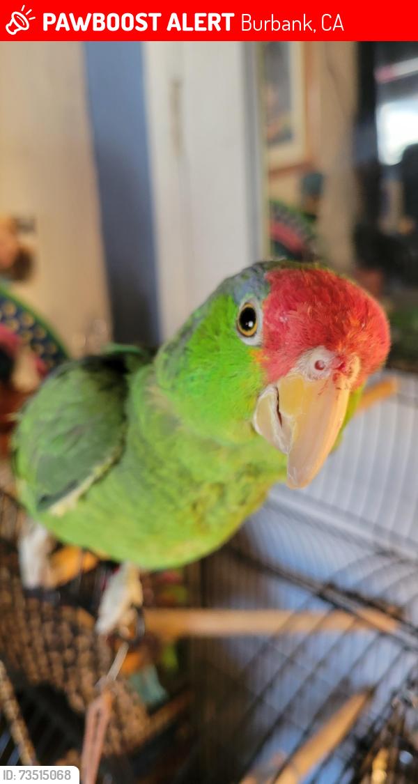Lost Male Bird last seen Alameda burbank, Burbank, CA 91506