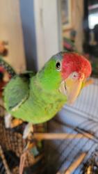 Lost Male Bird last seen Alameda burbank, Burbank, CA 91506