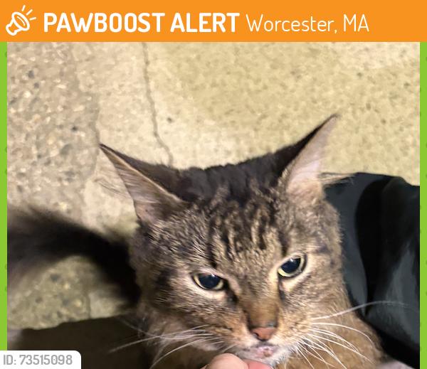 Found/Stray Unknown Cat last seen Gates St behind Clark ASEC, Worcester, MA 01603