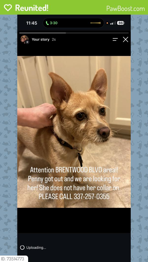 Reunited Female Dog last seen Brentwood Blvd area, Lafayette, LA 70503