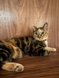 Reunited Female Cat last seen 44th and Graham Street, Seattle, WA 98136