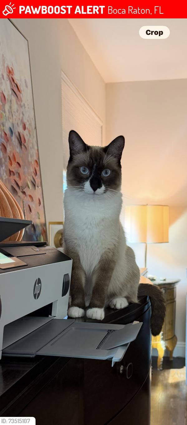 Lost Female Cat last seen Majorca - on Via Verde S between Saint Andrews and Military, Boca Raton, FL 33486