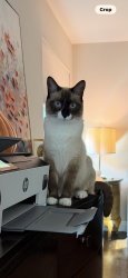 Lost Female Cat last seen Majorca - on Via Verde S between Saint Andrews and Military, Boca Raton, FL 33486