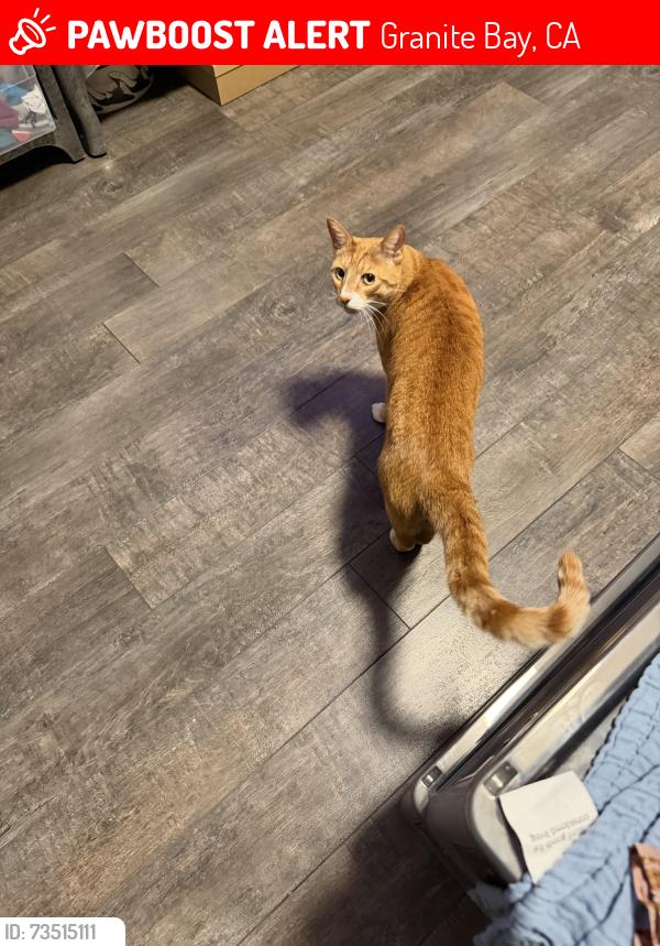 Lost Male Cat last seen Swan Lake, Granite Bay, CA 95746