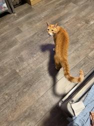 Lost Male Cat last seen Swan Lake, Granite Bay, CA 95746