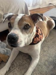 Lost Male Dog last seen 62nd st and Fruitridge, Sacramento, CA 95820