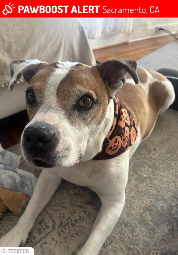 Lost Male Dog last seen 62nd st and Fruitridge, Sacramento, CA 95820