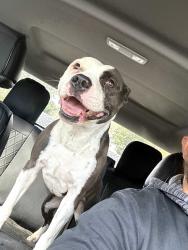 Found/Stray Female Dog last seen Downing and Penn, The Village, OK 73120