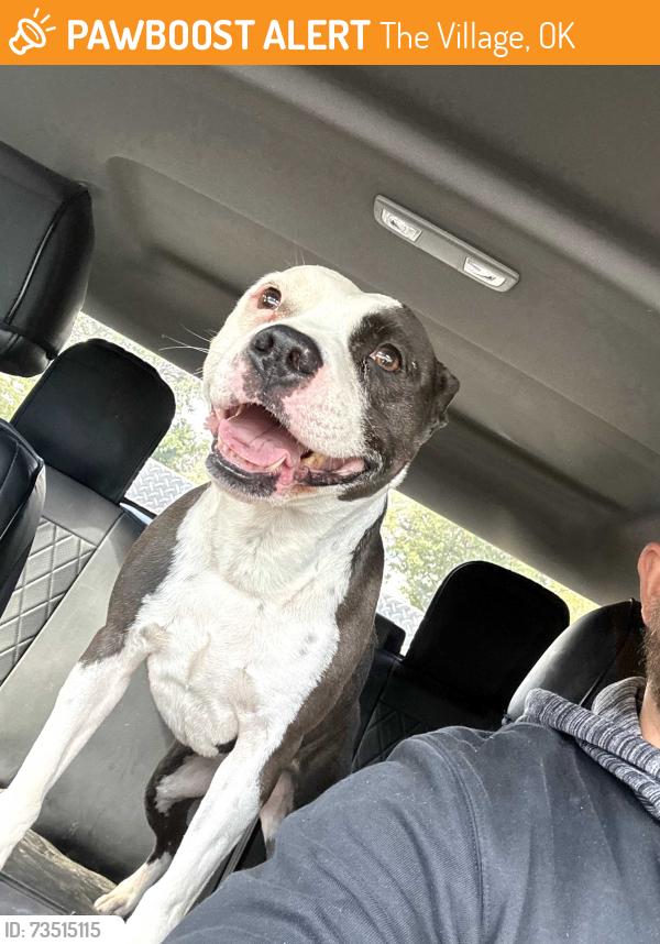 Found/Stray Female Dog last seen Downing and Penn, The Village, OK 73120