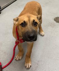 Shelter Stray Male Dog last seen Midwest City, 8485 E Reno Ave, Midwest City, OK 73110, USA