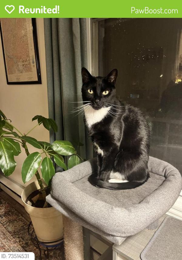 Reunited Male Cat last seen Monroe st between 14th and 16th, Washington, DC 20010