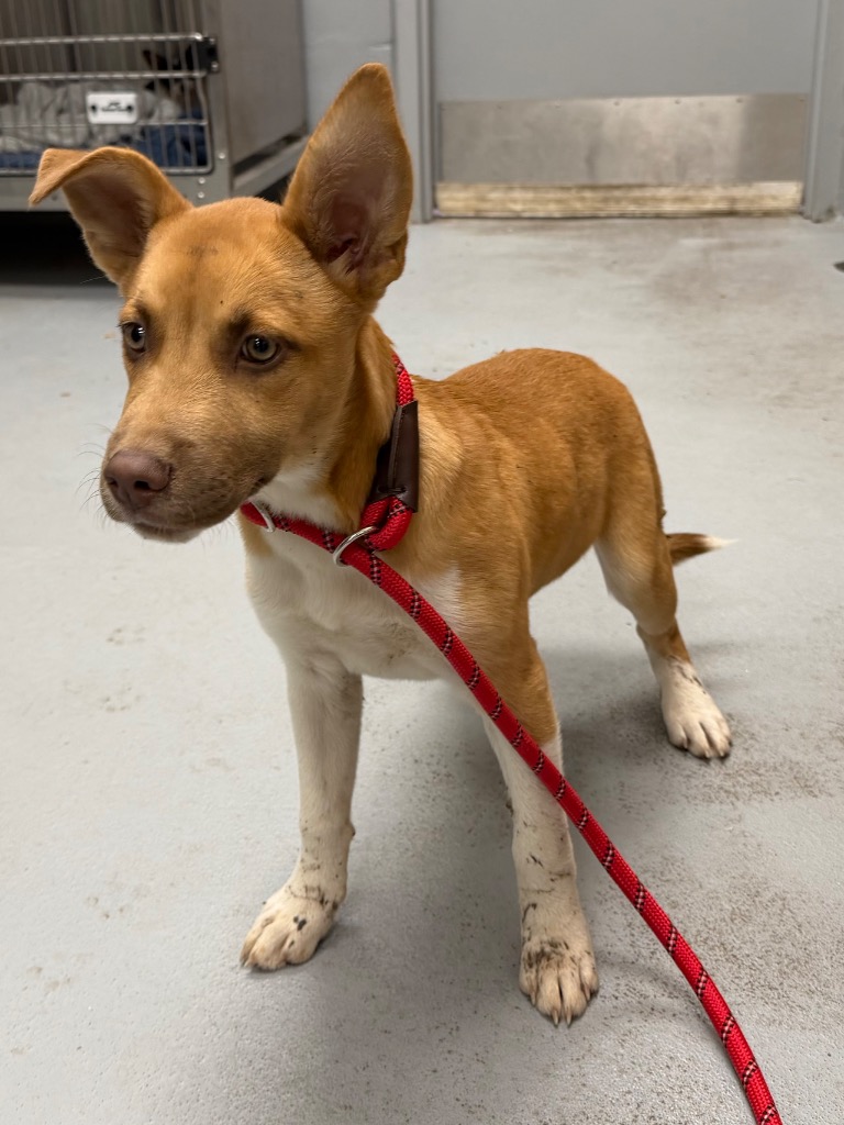 Shelter Stray Female Dog last seen Midwest City, 8485 E Reno Ave, Midwest City, OK 73110, USA