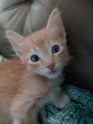 Shelter Stray Male Cat last seen Bexar County, 3353 Morningside Dr, New Braunfels, TX 78132, USA