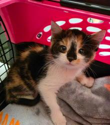 Shelter Stray Female Cat last seen Midwest City, 8485 E Reno Ave, Midwest City, OK 73110, USA