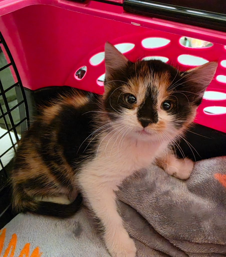 Shelter Stray Female Cat last seen Midwest City, 8485 E Reno Ave, Midwest City, OK 73110, USA