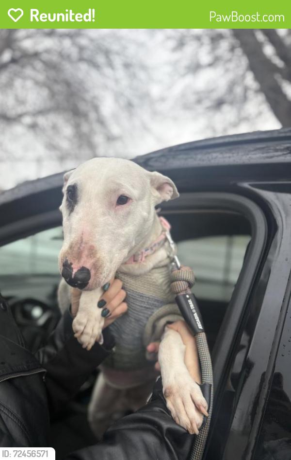 Reunited Unknown Dog last seen Fedral & Evolution, Denver, CO 80219