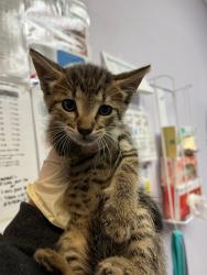 Shelter Stray Male Cat last seen Bexar County, 3353 Morningside Dr, New Braunfels, TX 78132, USA