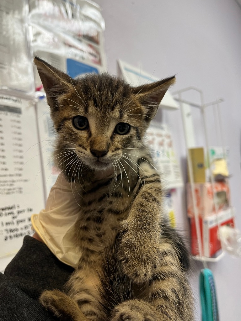 Shelter Stray Male Cat last seen Bexar County, 3353 Morningside Dr, New Braunfels, TX 78132, USA