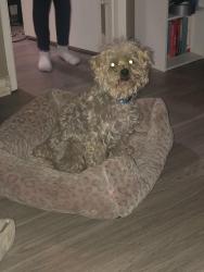 Lost Male Dog last seen Dalrock, Chiesa, Hwy 66/Lakeview Parkway, Tom Thumb, Rowlett Neighborhood Walmart, Rowlett, TX 75088