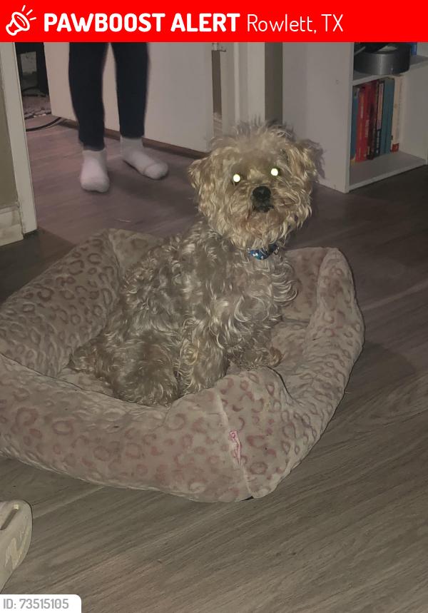 Lost Male Dog last seen Dalrock, Chiesa, Hwy 66/Lakeview Parkway, Tom Thumb, Rowlett Neighborhood Walmart, Rowlett, TX 75088