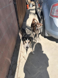 Found/Stray Male Dog last seen Haas street, Gardena, CA 90247