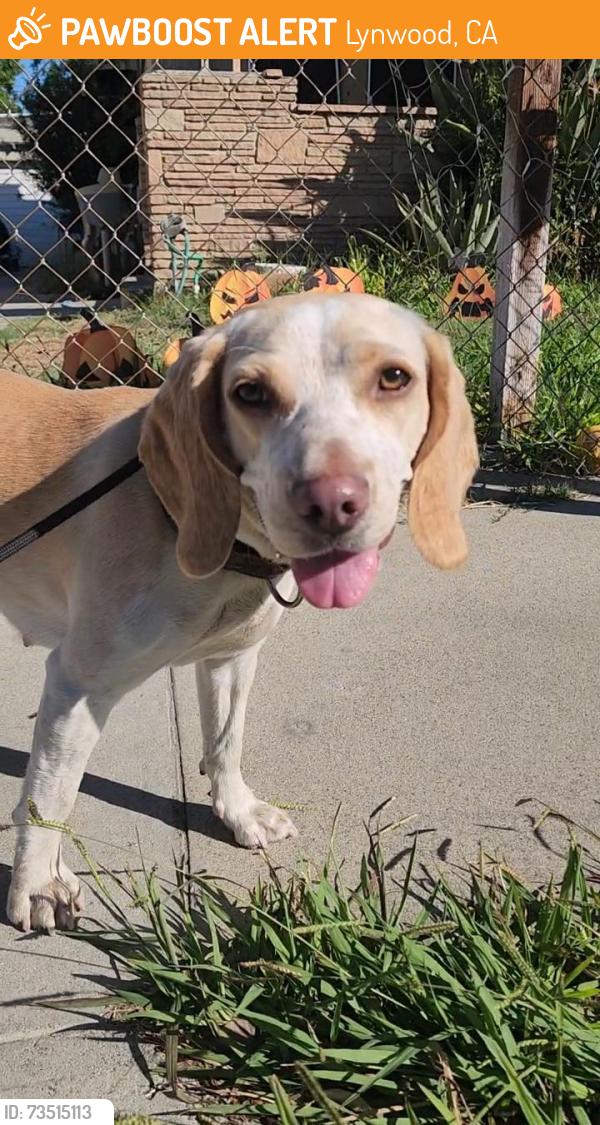 Found/Stray Female Dog last seen Lucy's in Lynwood, Lynwood, CA 90262