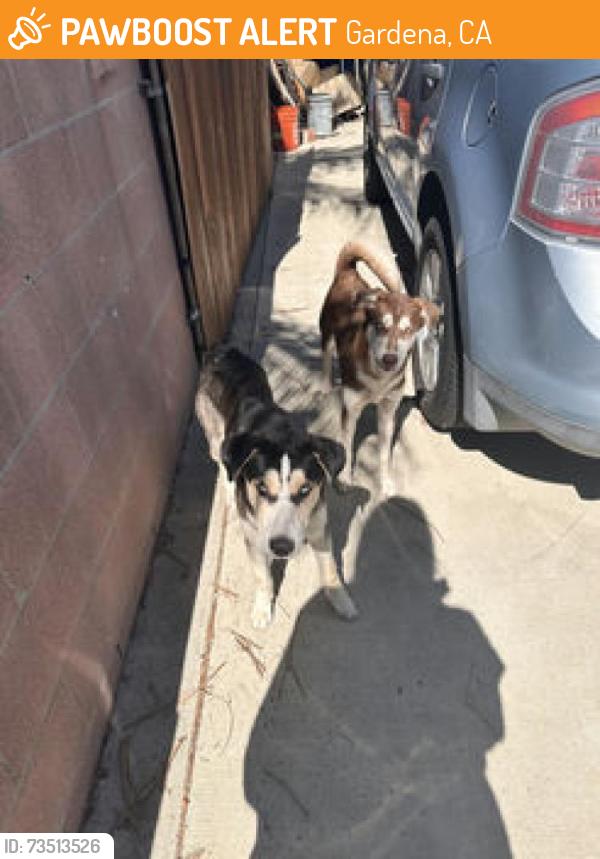 Found/Stray Male Dog last seen Haas street, Gardena, CA 90247