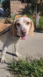 Found/Stray Female Dog last seen Lucy's in Lynwood, Lynwood, CA 90262