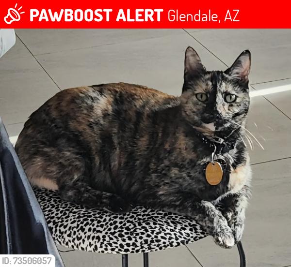 Lost Female Cat last seen 127th Ave and Glendale Ave. Glendale, AZ, Glendale, AZ 85307