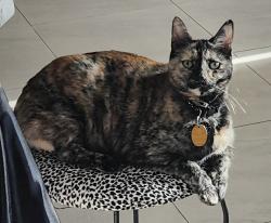 Lost Female Cat last seen 127th Ave and Glendale Ave. Glendale, AZ, Glendale, AZ 85307