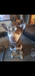 Reunited Female Dog last seen Saddlebrook ests Krum Tx, Krum, TX 76249