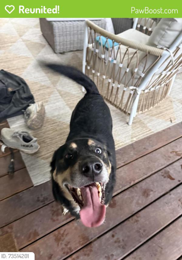 Reunited Male Dog last seen Hulen / Byers, Fort Worth, TX 76107
