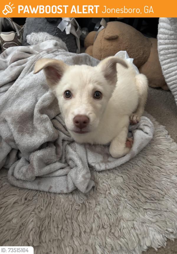 Found/Stray Female Dog last seen Kroger, Jonesboro, GA 30236