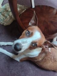 Reunited Female Dog last seen W Reno & Out West Trail, Yukon, OK 73099