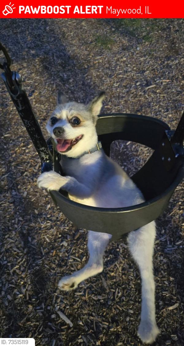 Lost Male Dog last seen Near ave and Madison, Maywood, IL 60153