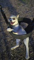 Lost Male Dog last seen Near ave and Madison, Maywood, IL 60153