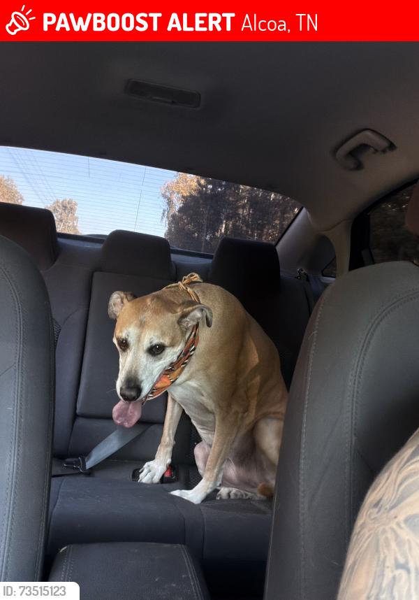 Lost Female Dog last seen Mcauthur road, spring took road, Alcoa, TN 37701
