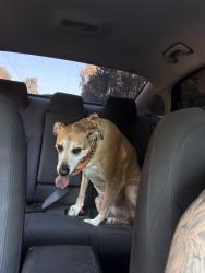 Lost Female Dog last seen Mcauthur road, spring took road, Alcoa, TN 37701