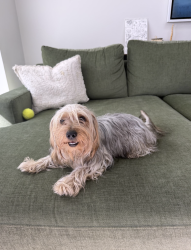 Found/Stray Male Dog last seen Coit and Beltline, Dallas, TX 75254, Dallas, TX 75254